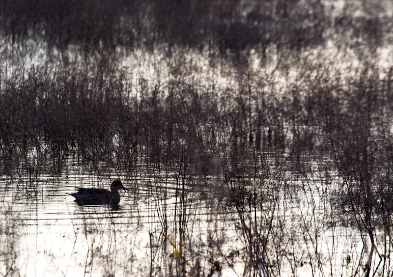 Northern Pintail Silhouette